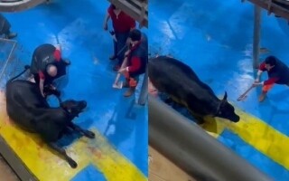 Вскрыто расследование после жестокого обращения с теленком на скотом бойне в Амасии