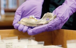 Geneticists Discover Oldest Known Dog