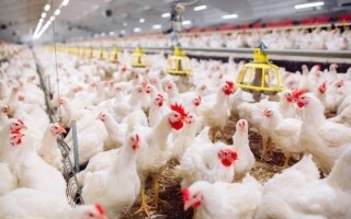 Turkey Halts Poultry Exports to Protect Market